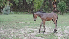 Foal Dances in the Rain in During Long Drought.mp4