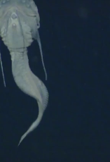 whale cum.webm