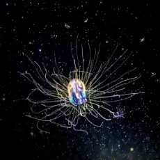 space jelly.webm