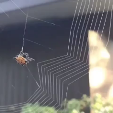 spider building web.webm
