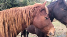 Visit with the horses as we head into winter.mp4