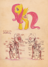 79583__safe_solo_fluttershy_skeleton_artist-colon-cosmicunicorn_anatomy_diagram.png