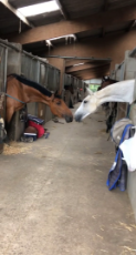 Horses Stretch Across Stable to Be Close-1.mp4