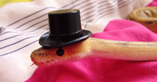 snake-in-hats-11feature-image-770x405.png