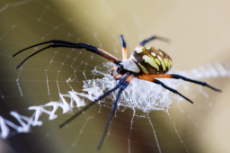 Orb Weaver.jpg