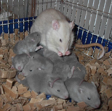 Rats-BabiesNursing-n09.jpg