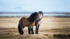 Icelandic-Horse-Wallpaper.jpg