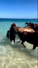 Group of horses visit the beach.mp4