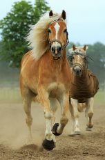 running-horses-2.jpg