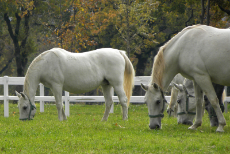 lipica-stud-farm-slovenia-lipizzan-horses.jpg