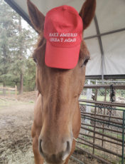 MAGAHorse.jpg