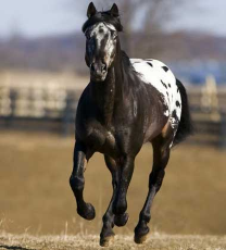 Gray Appaloosa Horse (6).jpg