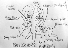 anatomare.png