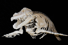 the-skeleton-of-a-killer-whale-orcinus-orca-v0-a96lu7ktgy2a1[1].jpg