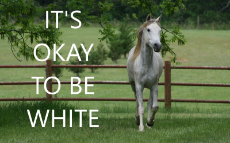 young-white-horse-on-the-g….jpg