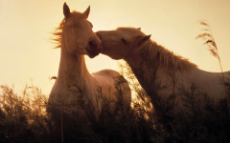 horse kiss.jpg