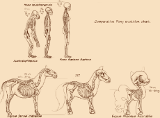 760513__safe_artist-colon-countcarbon_anatomy_chart_diagram_diverse body types_evolution_human_line-dash-up_skeleton.jpeg