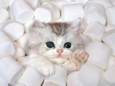 Cute-Kitten-kittens-22438020-480-360.jpg