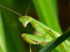 Praying-Mantis-Closeup.jpg