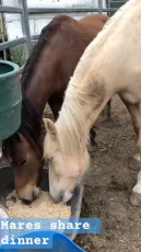 Brumby mares share dinner.mp4