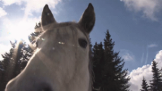 horse-sniff.gif