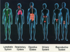 organ-systems-in-the-human-body-3-638.jpg