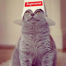 supreme-cat.jpg