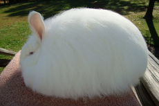 fluffy bunny.jpg