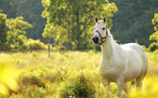 white horse running on mea….jpg