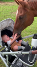 Baby Boy Meets Horse for the First Time.mp4
