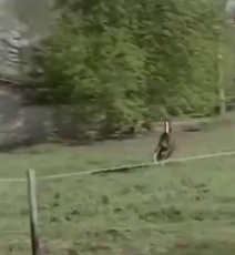 Horse joins a bicycle race.mp4