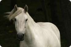 white-horse.jpg