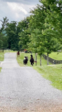 String of Horses Gallop Down Country Road-1.mp4
