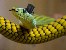 snake-hat-blackeyedbride.jpg