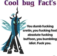 chrysalis bug facts HQ.jpg