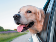 bigstock-A-Happy-Dog-Travels-In-The-Sum-458000187.png