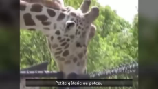 Giraffe Sucking On A Pole.mp4